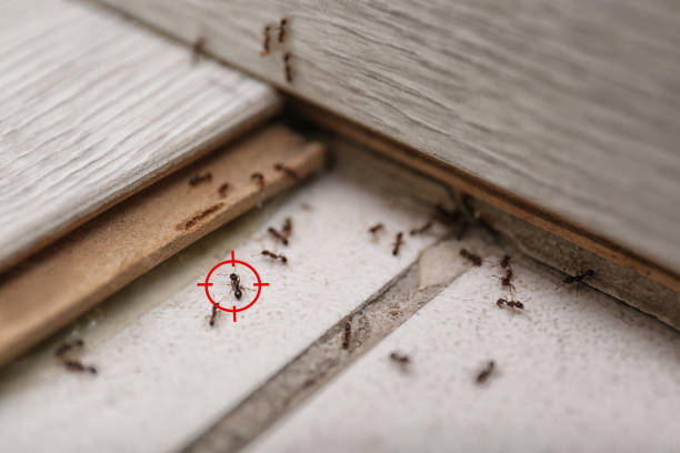 Best Affordable Pest Control Services  in Broadway, NC